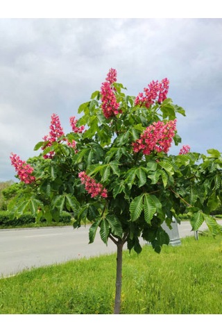Videolu Pembe Çiçekli Oya Çiçeği Fidanı 45 80 Cm 1 Adet Saksılı Dış Mekan Lagerstroemia Indica