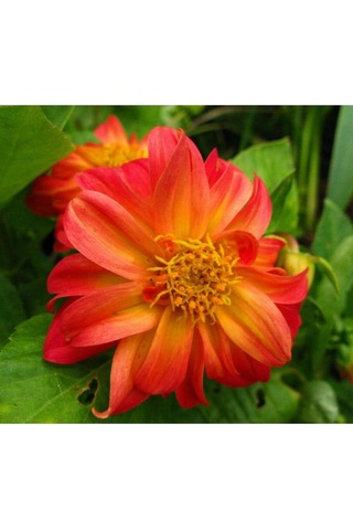 20 Adet Early Bırd Dahlıa Mixed Colors Flower Tohumu