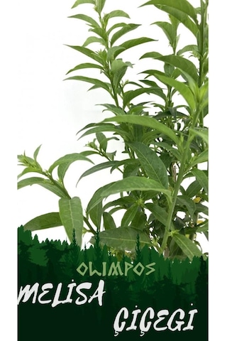 Nocturnum Limon Melisa Çiçeği Fidanı Saksıda 10-20 Cm