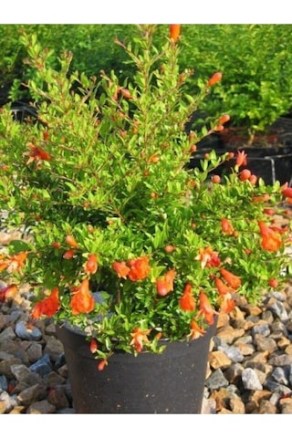 Bodur Süs Narı Çiçeği Fidanı 1 Adet Saksılı/ Tüplü 30-60cm Bahçe Bitkisi Dwarf Pomegranate