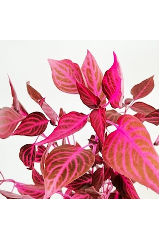 Serada Decor Plant İresine Herbstii - Çingene Şalvarı Bitkisi Büyük Saksılı 40-50 Cm