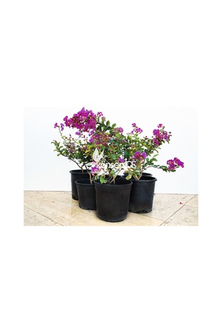 Oya Ağacı Eflatun Ispanyol Leylağı. Hint Leylağı