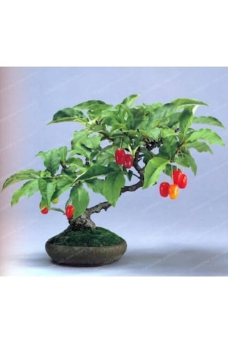 Bodur Bonsai Kızılcık Ağacı Tohumu 3 Adet Tohum