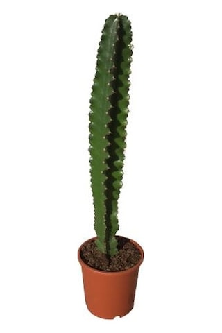 Euphorbia İngens -kovboy Kaktüs 75-80 Cm
