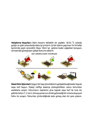 10 Adet Turuncu Beyaz Dahlia + 10 Adet Hediye Karışık Renk Gül Tohumu