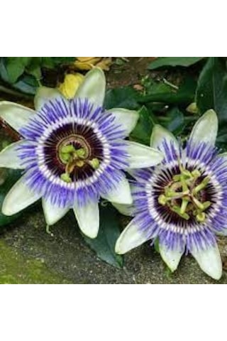 25 Adet Nadir Passiflora Çarkıfelek Çiçek Çiçeği Tohumu Saksı Top