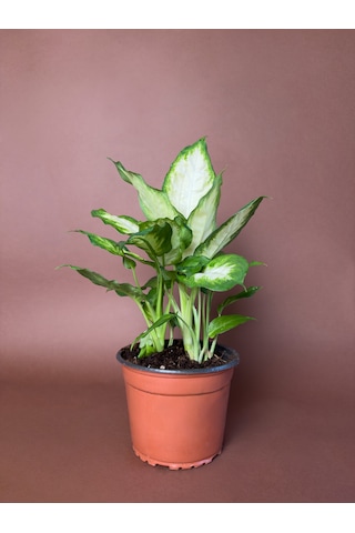 Difenbahya Dieffenbachia 'camille' 40 Cm Alacalı Yapraklı Form