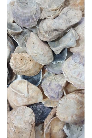 Emilysamy Yamuk Deniz Kabuğu 250 G