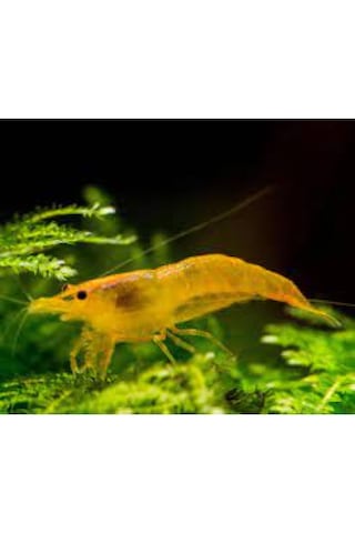 Turuncu Sakura Karides 5 Adet 1-2 Cm