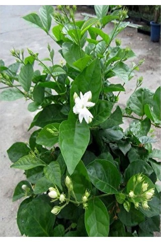 Yoğun Kokulu Ful Yasemin Çiçeği 1 Adet Saksılı/ Tüplü 40-50 Cm Star Jasmine