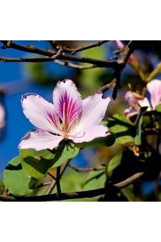 Orkide Ağacı Tohumu[5 Adet Tohum]