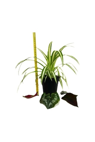 Orta Boy Chlorophytum Comosum Kurdele Çiçeği 15-25 Cm