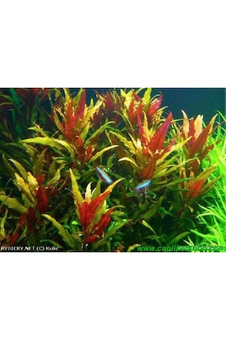 Alternanthera Reineckii 10 Adet