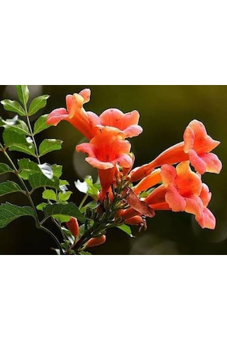 Acem Borusu Campsis Radicans Sarmaşık Fidanı 15 25 Cm Boyları