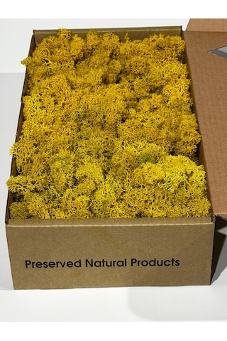 Reindermoss Şoklanmış Norveç Yosunu Terarium Yosunu Sarı 5 Kg.