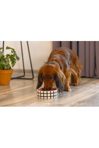 Beeztees Köpek Mama Su Kabı, Seramik, Kiremit Beyaz, 13,5cm, 500ml