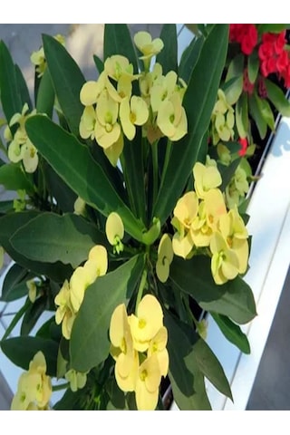 Videolu 3 Adet Sarı/kırmızı/pembe Dikenler Tacı Çiçeği 10-15 Cm Tüplü Çiçekli Bodur Euphorbia Milii