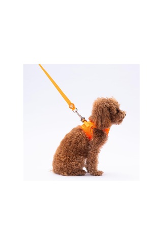 Pawstar Neon Turuncu Leash Kedi Köpek Sevk & Gezdirme Kayışı Köpek Uzatma Tasması Turuncu