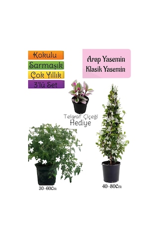 Kokulu Arap Yasemini+klasikyasemin+telgraf Çiçeği Hediyeli 3'lü Bahçe Seti