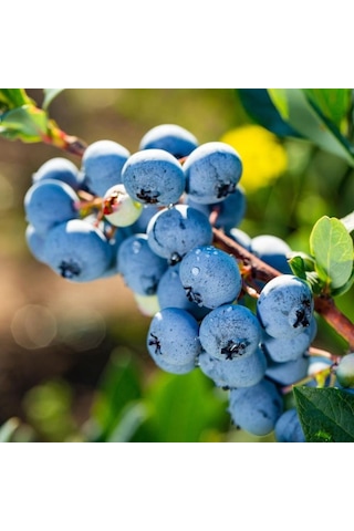 Mavi Yaban Mersini Meyve Fidanı 50-60cm "vaccinium Myrtillus"