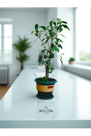 Bitkitürk-dekoratif Saksıda Örgülü Bonsai 50/70 Cm