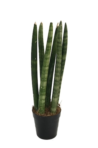 Sansevieria Cylindrica (Paşa Kılıcı)  Ø8,5 CM Y15-20 CM