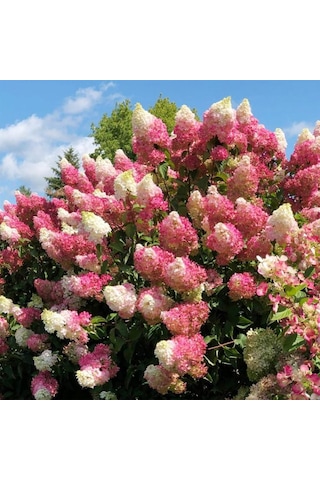 Güneşe Ve Soğuğa Dayanıklı Ortanca Panikulata Çiçeği Fidanı 1-2 Y