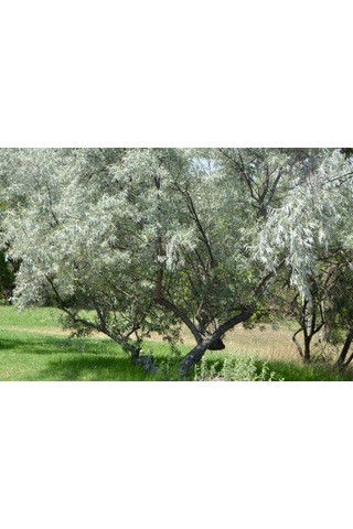 Anadolu İğde Fidanı Elaeagnus Angustifolia 10 Adet
