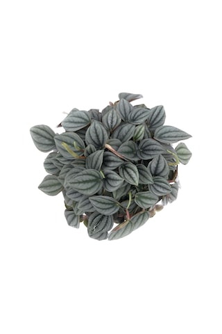 Peperomia Caperata napoli Nights - Ev Ve Ofis Bitkisi N11.3123