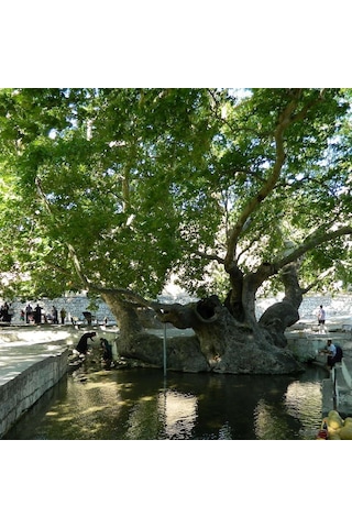 Tüplü Çınar Ağacı platanus Orientalis Fidanı