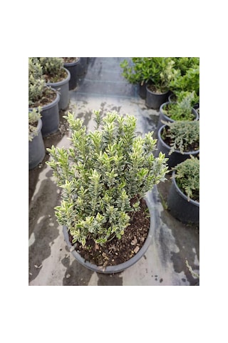 Taflan Çıtır 30-50 Cm