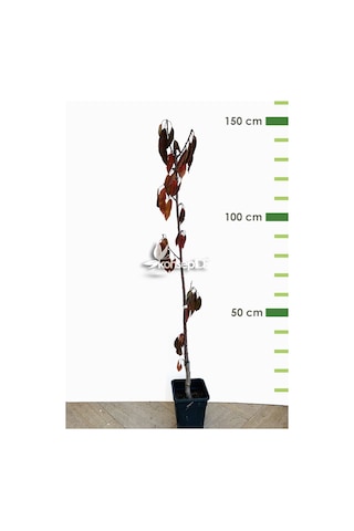 Kiraz North Wonder Fidanı