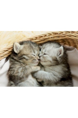 -puz.500 Dolces Gatitos
