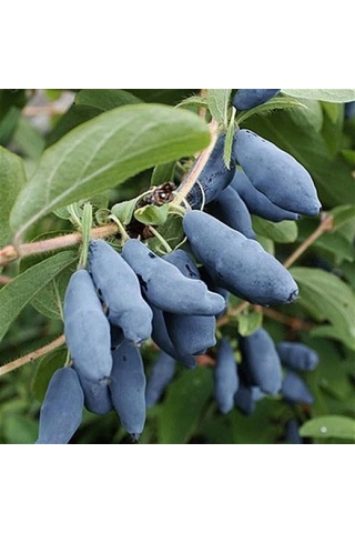 Bal Yemişi Honeyberry Fidanı