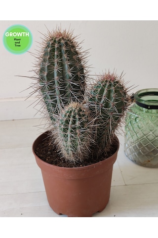 Pachycereus Pringlei Meksika Kaktüsü 1 Adet