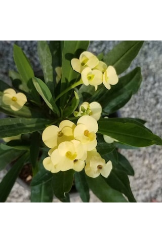 Sarı Euphorbia Milii - Dikenler Tacı Küçük Saksıda 3974