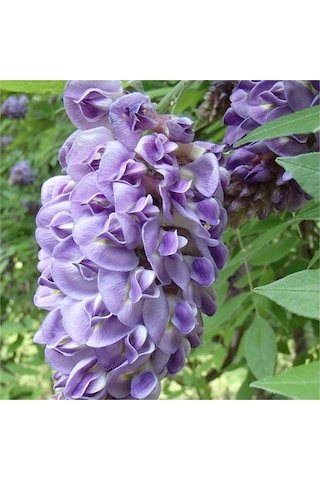 Mor Salkım Çiçeği Sarmaşık Wisteria Sinensis 10-20 Cm