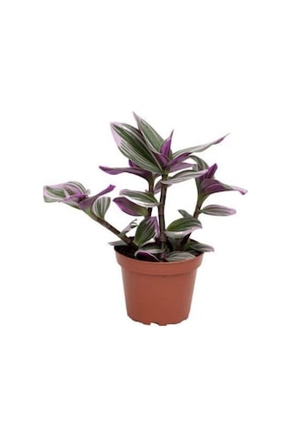 The Best Online Telgraf Çiçeği Alacalı Yapraklı 10-20 Cm