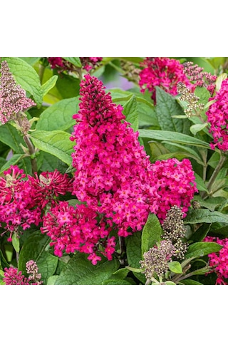 1-2 Yaş Arası Saksılı Pembe Kelebek Çalısı Fidanı