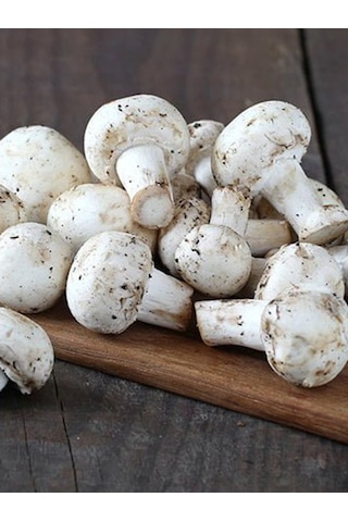 Kültür Mantarı Deneme Kiti Kompostu 2 Adet