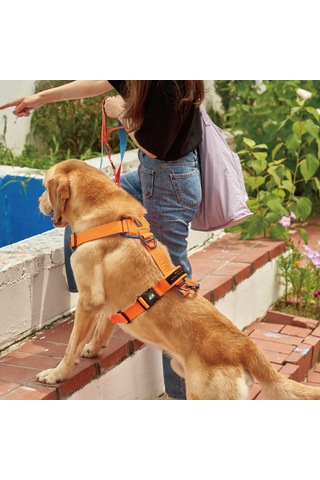 Interlaken H Koşum Takımı Ped Tipi Turuncu Mavi Göğüs Tasması M Mavi - Turuncu