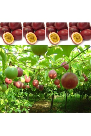 Egzotik Passiflora Meyvesi - Passion Fruit Tohumu Tropikal Meyve Tohumları 5 Adet Tohum