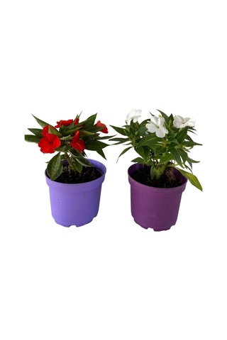 Videolu Cam Güzeli Çiçeği Kırmızı-beyaz 2 Adet Saksılı 10-20cm Salon Bitkisi Impatiens Walleriana