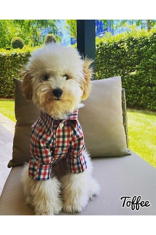 Miniş Pet Butik Kareli Kedi Köpek Gömlek