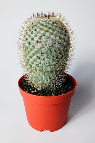 Mammillaria Haageana Koleksiyonluk Çok Dikenli Kaktüs 8.5 Cm