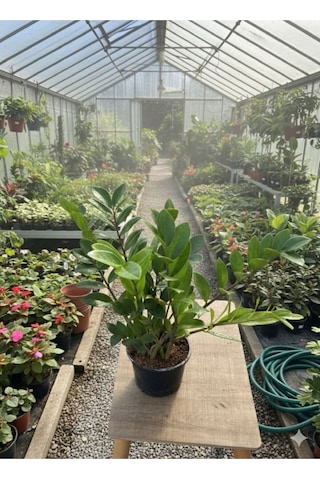 Zamioculcas Zamiifolia Zz Bitkisi - Zeze Çiçeği - Zamya Bitkisi Hava Temizleyen Bitki