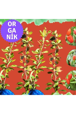 Organik Goji Berry Fidanı Kurtüzümü 4 Adet- Sarmaşık Türü Organik Goji Berry Fidanı Kurtüzümü 4 Adet- Sarmaşık Türü