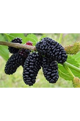 Siyah Dut Avusturalya Cins 60-100 Cm 1-2 Yaş Arası