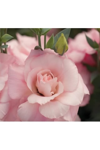 Megcito Lisianthus Çiçeği Tohumu Katmerli, Bodur Pembe Renkli -
