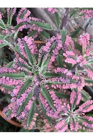 Videolu Pembe Aşkın Gözyaşı 1 Adet Saksılı 10-15cm Kaktüs Ve Sukulent Kalanchoe Daigremontiana